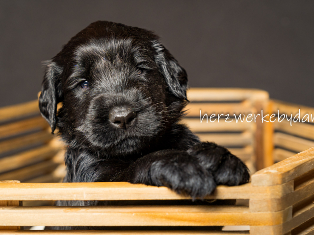 Herr Blau nach 30 Tagen